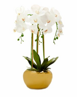 Gold Pot White Orchid